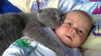 Cats and babies!! If you laugh, you lose!!
