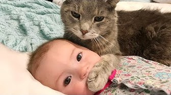 Cats and babies | Fails and humor