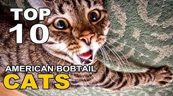 American Bobtail - Top 10 fun and lovely