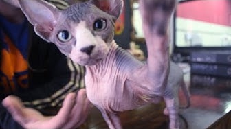 Sphynx cat - Funny and crazy moments