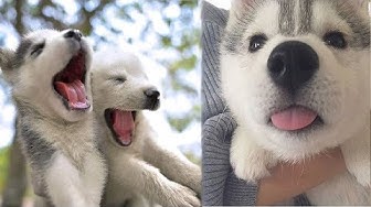 Siberian Husky Puppies. Funny and lovely!!
