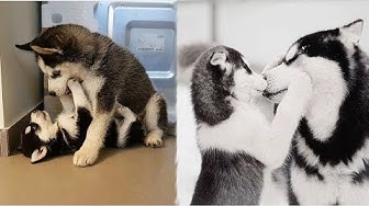 The most fun and adorable collection of Siberian Husky