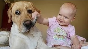 Babies laughing with dogs 