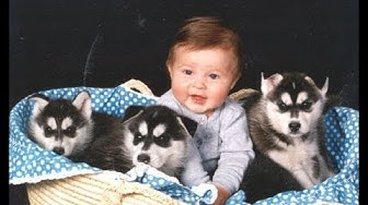 Babies and Siberian Huskies playing 