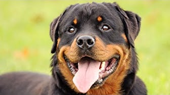 Funny Rottweilers compilation