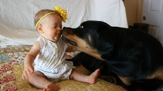 Rottweilers and babies playing 
