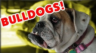 The funniest Bulldogs videos  