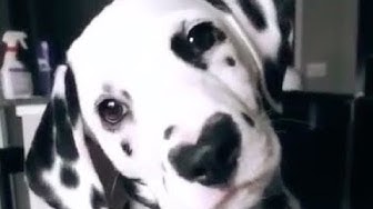 Compilation of funny and lovely Dalmatians 